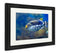 Framed Print, Underwater Image Of Tropical Fishes